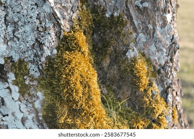 A close-up of a tree bark texture covered with vibrant green moss. The rough, aged wood contrasts beautifully with the soft, lush moss, creating a rich natural pattern. The intricate details of the ba