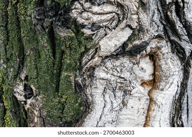 Close-up Tree Bark Texture with Green Moss 
