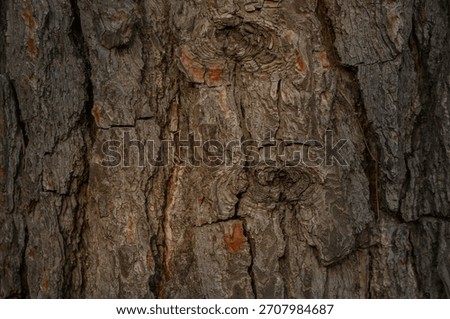 Close-up of tree bark texture, likely from Pterocarpus genus. Deep fissures, cork-like structure and characteristic surface relief.