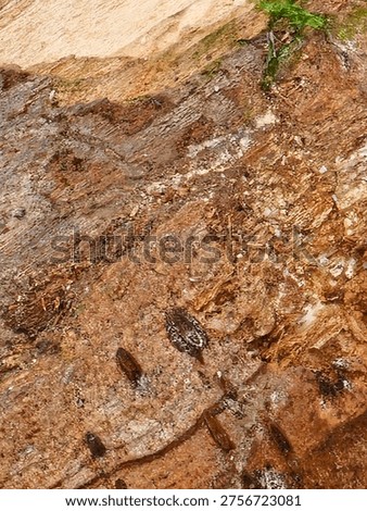 Close-up of tree bark texture with rough natural surface and organic pattern.