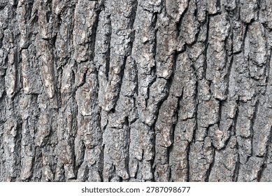 Close-up of a tree bark texture showcasing its intricate rough patterns and natural gray-brown tones. ideal for use in nature-themed designs, backgrounds, or educational materials focusing on botany and ecology.