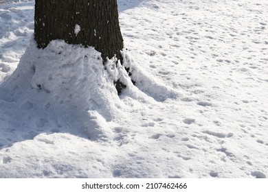 Closeup tree bark texture with snow