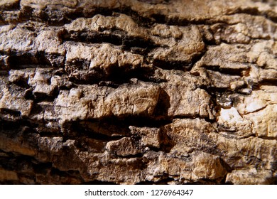 Close-up tree bark texture as a wooden background - Shutterstock ID 1276964347