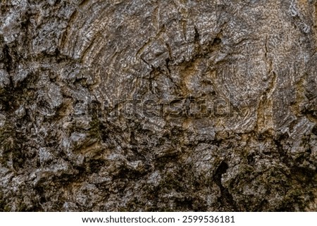Close-Up of Tree Bark with Unique Growth Patterns – Natural Wood Texture