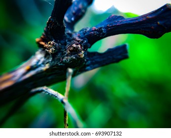 Close-up Tree Branch