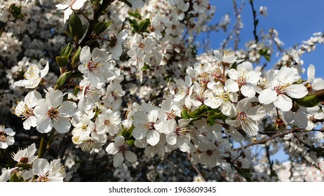 Closeup of a tree branch with white spring blossoms and a blue clear sky visible in the corner
