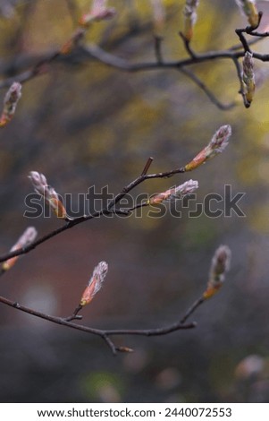  close-up of tree branches with budding leaves against a blurred natural background. concepts: budding life, the onset of spring, nature's renewal, spring awakening, vertical spring backdrop.