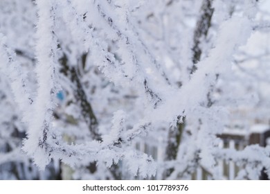 Close-up of tree branches covered with snow. Background image