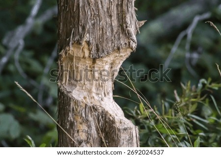 A closeup of a tree chomped on by beavers in a forest