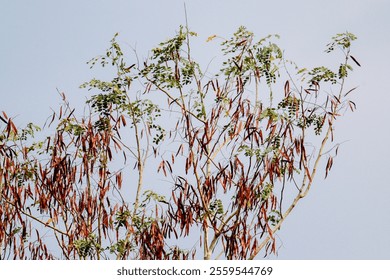 A close-up of a tree with delicate leaves and long, slender seed pods against a clear blue sky - Powered by Shutterstock