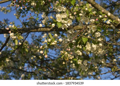 Closeup Of Tree Flowers In Blacksburg, Virginia