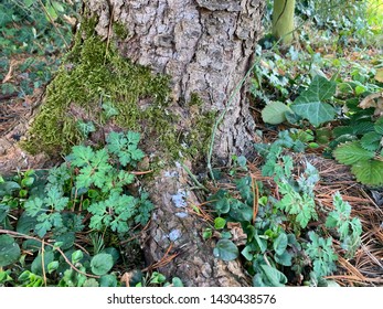 closeup of tree in the forest