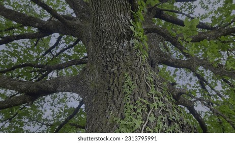Close-Up of a Tree in the Forest. A Tree in the Wild. Close-Up Glimpse of a Majestic Forest Tree