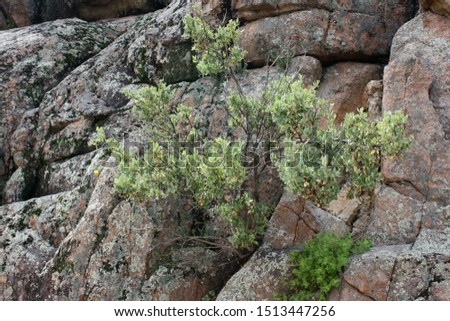 Closeup of a tree growing out of exposed bedrock in Prescott, Arizona