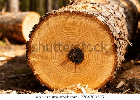 Close-Up of Tree Log Cross-Section Showing Growth Rings