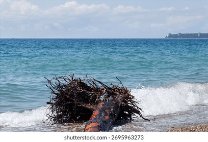Close-up of a tree lying on the beach after a storm