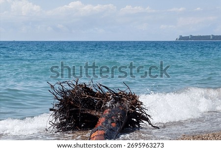 Close-up of a tree lying on the beach after a storm
