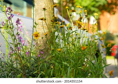 Close-up Of A Tree Mirror Garden In An Urban Setting