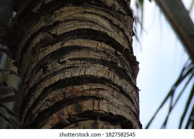 Closeup tree natural photo capture