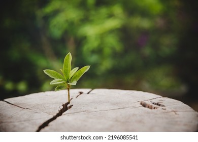 Closeup tree new life growth ring. Strong green plant leaf growing on old wood stump. Hope for a new life in future natural environment, renewal with business development and eco symbolic concept. - Shutterstock ID 2196085541