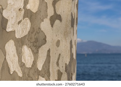 Close-up of tree with peeling texture in sharp focus against a blurred lake and mountain landscape. Natural abstract foreground with scenic outdoor background.