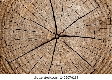 Close-up of tree ring texture, revealing nature's chronicles
