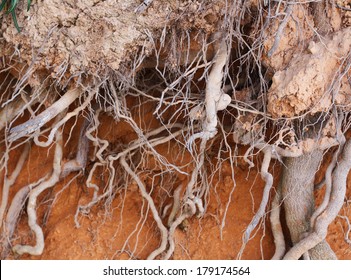 Closeup of tree roots