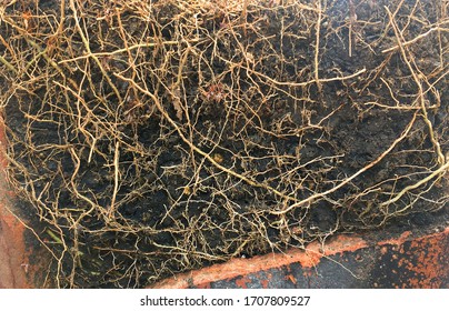 Closeup Tree with roots Background