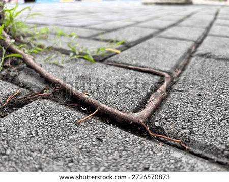 Close-up of tree roots emerging through cracked concrete pavement.