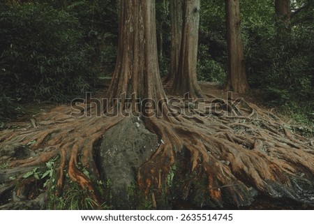 A closeup of tree roots in a forest