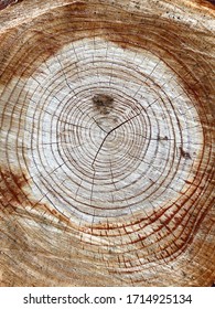 Close-up of tree strump. textured background