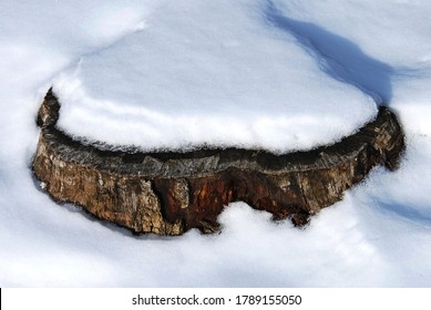 Closeup Tree Stump Cover Snow