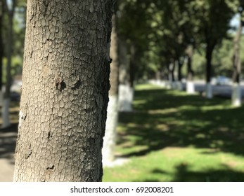 Close-up of a tree trunk.