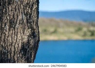 A close-up of a tree trunk with a blurred background of a scenic lake and hills. The natural texture of the bark contrasts with the serene blue water and distant landscape.