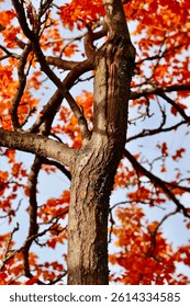 A close-up of a tree trunk with branches and vibrant red leaves, set against a backdrop of a light blue sky. The tree's bark is textured and appears aged, contrasting with the vivid color of the folia