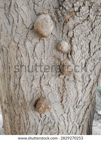 Close-up of tree trunk with burls and rough bark texture. Natural growths and knots on old tree bark. Concept of nature, forestry, tree, bark, texture and environment.