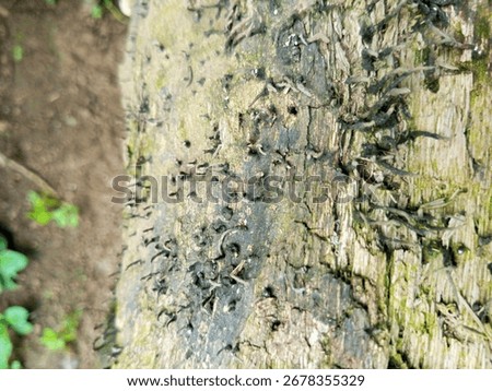 
close-up of a tree trunk covered with lichen of the Graphis scripta species, also known as 
