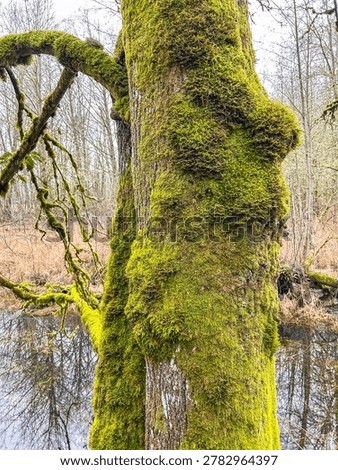A close-up of a tree trunk covered in lush green moss, with a tranquil body of water visible in the background. Nature's beauty in the Pacific Northwest.