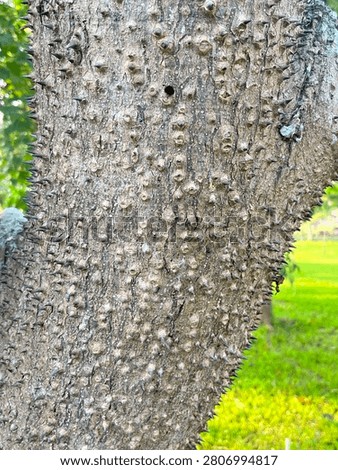Close-up of a tree trunk covered with sharp spikes and thorns, nature background texture