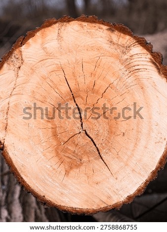 Close-up of tree trunk cross section with visible growth rings and cracks, natural wood texture, forestry and ecology concept, detailed pattern of annual rings.