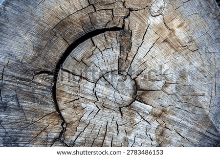 Close-up of a tree trunk cross-section reveals detailed growth rings and cracks, highlighting the natural texture and age of the wood