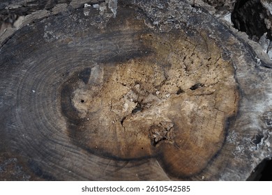 Close-up of a tree trunk cross-section showing detailed growth rings. The wood texture, circular lines, and natural cracks tell the story of the tree’s age and life.
