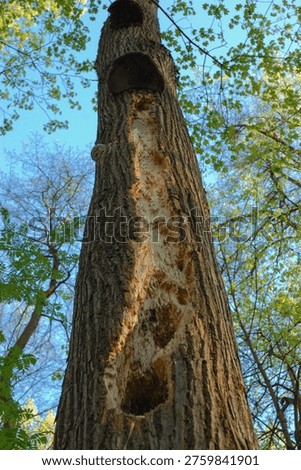 A close-up of a tree trunk damaged by a woodpecker.