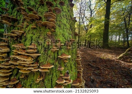 A closeup of a Tree trunk with a distinct texture of bark covered with lichens and fungi