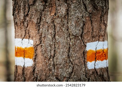 A close-up of a tree trunk in a forest displaying an orange and white trail marker, guiding hikers through the woodland. The rugged bark texture contrasts with the bright paint. - Powered by Shutterstock