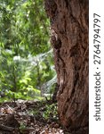 Close-Up Of Tree Trunk And Forest Floor With Spiderweb And Dappled Sunlight In Chilean Park