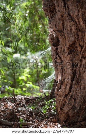 Close-Up Of Tree Trunk And Forest Floor With Spiderweb And Dappled Sunlight In Chilean Park