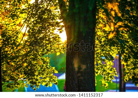 Close-up tree trunk with green foliage translucent from the yellow orange rays of the sun and creating a bright halo on a summer day at sunset. Victory Park Ufa, Bashkortostan, Russia.