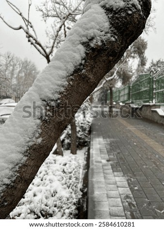 A close-up of a tree trunk partially covered in fresh white snow, highlighting the beauty of winter nature. Ideal for seasonal designs, backgrounds, and nature-themed projects.