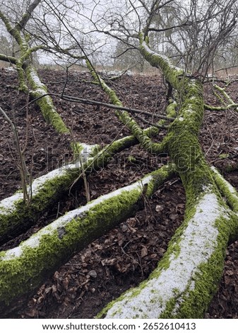 Close-up of a tree trunk partially covered with green moss and a layer of snow, captured in a winter forest setting.